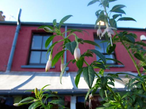 B&B Llangennith - Western House - Bed and Breakfast Llangennith