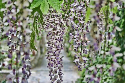 阿奇尼别墅酒店 阿奇尼别墅酒店