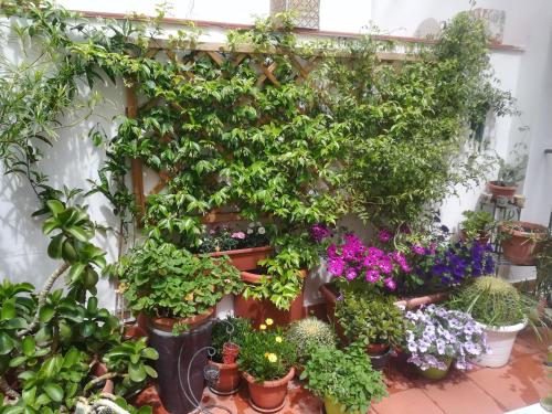 In the heart of Kalsa, a green and quiet terrace, Free Parking, Palermo (Foto 6)