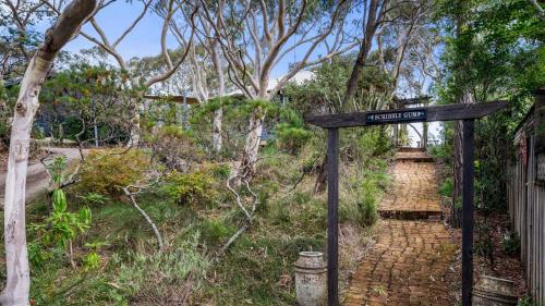 Scribbly Gum