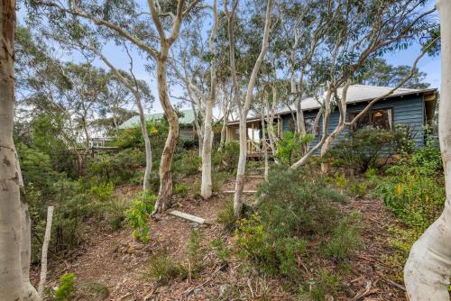 Scribbly Gum