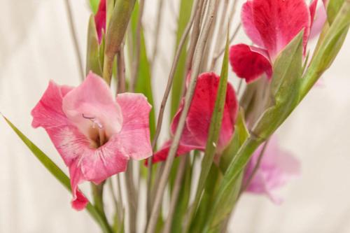 PASSAU mittendrin - image 2