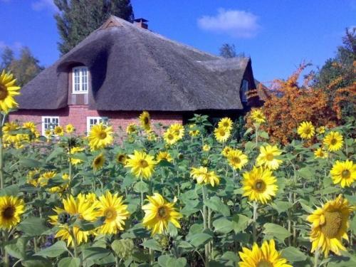 Freistehendes Reetdachhaus auf einem großen Grundstück in ruhiger Umgebung