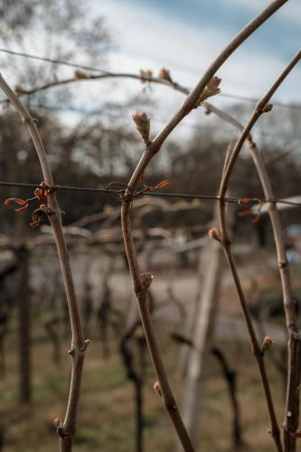 Agriturismo San Francesco