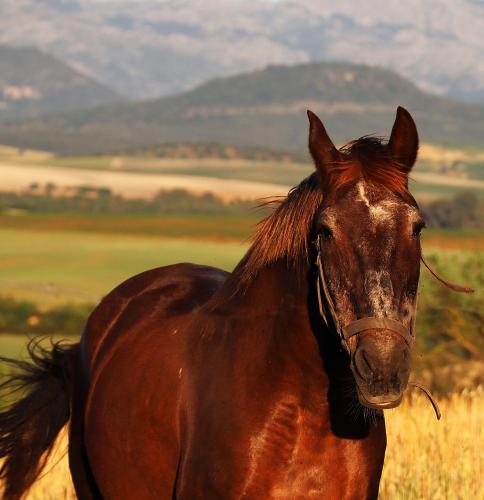 Finca La Fuensanta Finca La Fuensanta