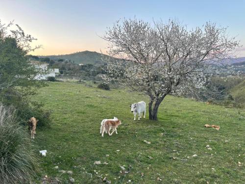 CASA ADELE 1 per una vacanza in semplicità e relax in prossimità di Sperlonga