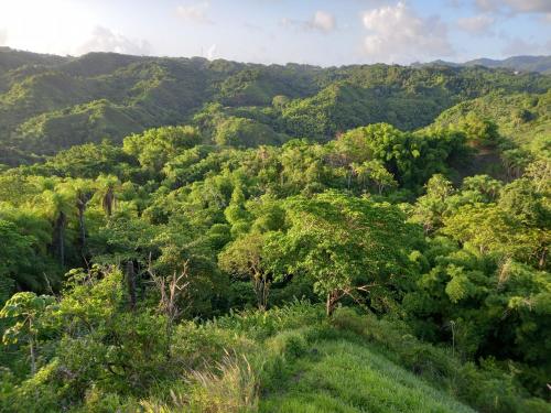 สภาพแวดล้อมโดยรอบ, Parakeet Hideaway in เลโกโต