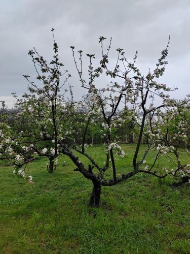 Weekendaya, Kladovo (foto 9)