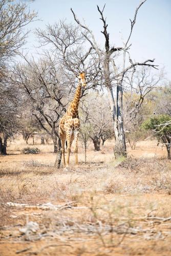 453833604 Safari Moon Luxury Bush Lodge