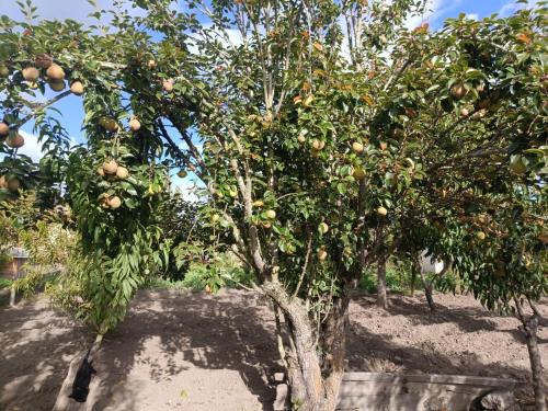 Casa de campo Pillaro - Activa in Pillaro