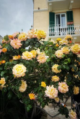 Hotel Villa Igea in Alassio