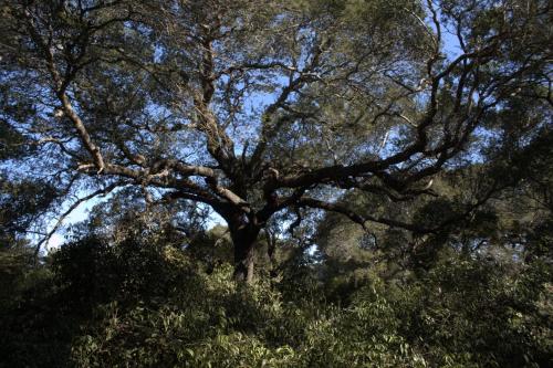 Lebombo Wattle Cottage - Forest 1