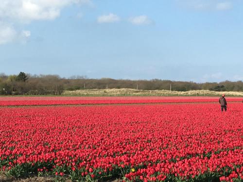 De Duinlopers - Studio appt Bries - Duinen, strand en nabij cultuur steden