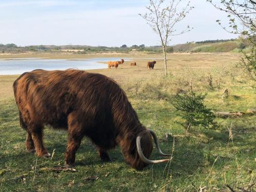 De Duinlopers - Studio appt Bries - Duinen, strand en nabij cultuur steden