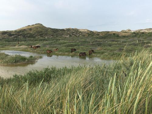 De Duinlopers - Studio appt Bries - Duinen, strand en nabij cultuur steden