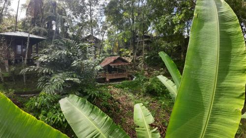 Rimba eco Resort