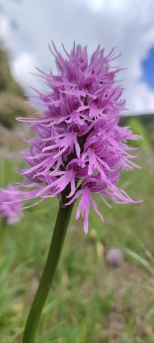  Ollar do Cido in Seoane