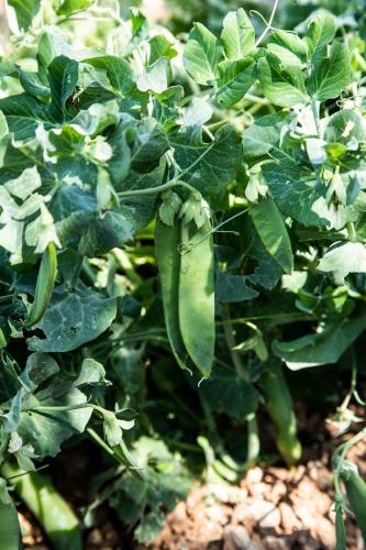 Panacea Residence B&B - image 13