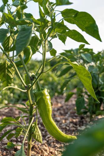 Panacea Residence B&B - image 3