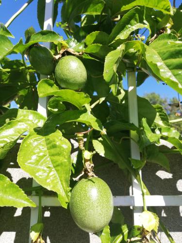 Rondebosch East Garlandale STRICTLY HALAAL, fresh garden cottage Rondebosch East Garlandale STRICTLY HALAAL, fresh garden cottage