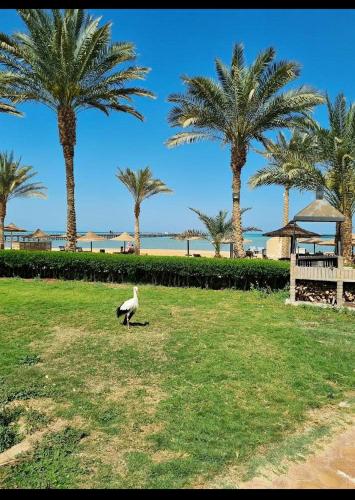 Palma Resort, Hurghada