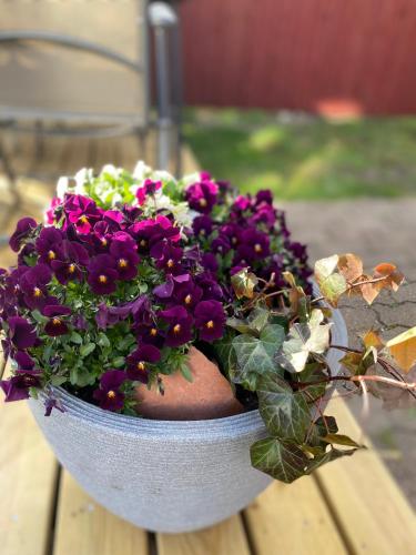 Mindre lägenhet i en lantlig miljö i Skrea (Mindre lagenhet i en lantlig miljo i Skrea) in 팔켄베리