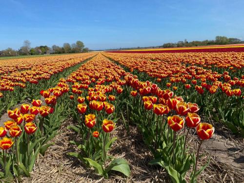 Surrounding environment, Zandrijk in Wimmenum
