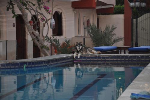 Dahab Plaza Hotel – Dahab, NY