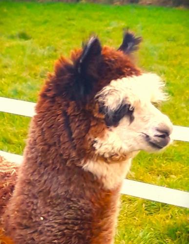 Ffos Wilkin Glamping & Alpacas