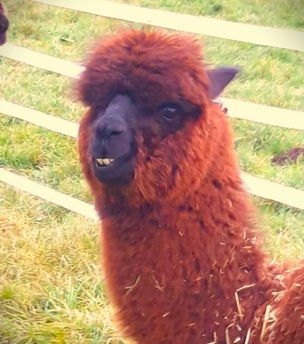 Ffos Wilkin Glamping & Alpacas