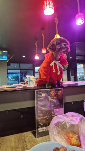 Golden Monkey Samui