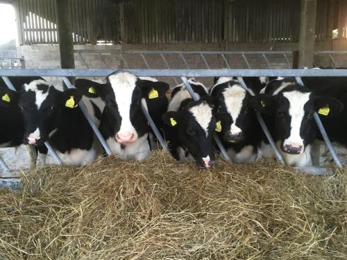 The Calf Shed at Broxhall Farm