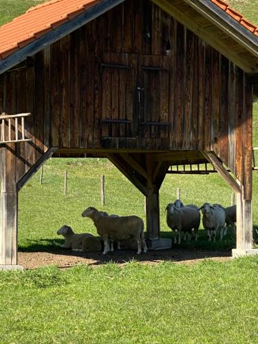 Appartmens am Attersee Dachsteinblick