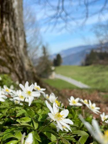 Frühstückspension Bilgeri