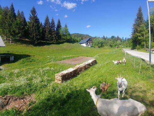 Tourist Farm Pr' Maretč