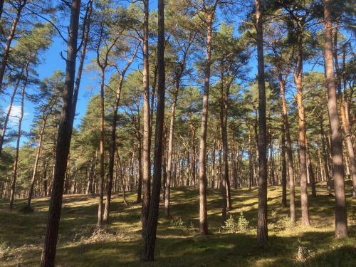 周邊環境, LANDHAUS LAAVE FERIENWOHNUNG in 菲蘭克