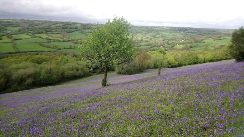 A környék, Orchard Barn, Woodhayes in Wick