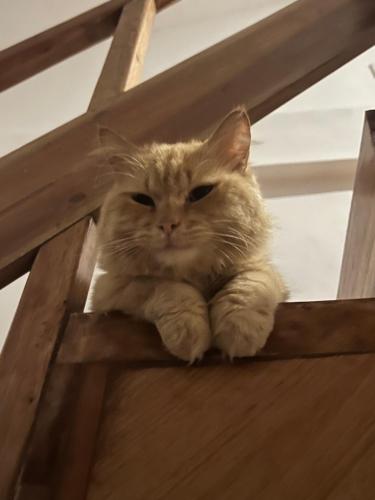 White Bada Guesthouse White Bada Guesthouse