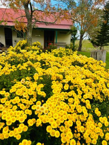 Red Hill Cottage Walcha