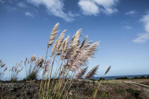 . Ocean View Cottage