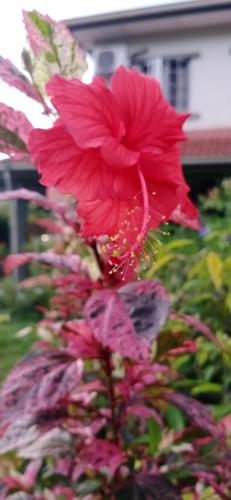 Bdr Bukit Tinggi Klang Tropicana Garden Homestay photo