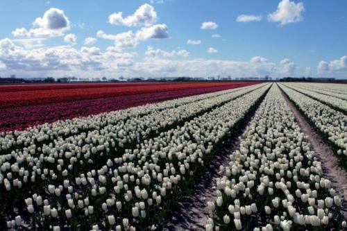 Het Pareltje van Walsoorden