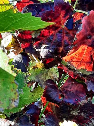 Ferienwohnung "Am Blauwasser" mit Infrarotkabine Ferienwohnung "Am Blauwasser" mit Infrarotkabine