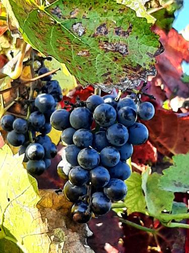 Ferienwohnung "Am Blauwasser" mit Infrarotkabine Ferienwohnung "Am Blauwasser" mit Infrarotkabine