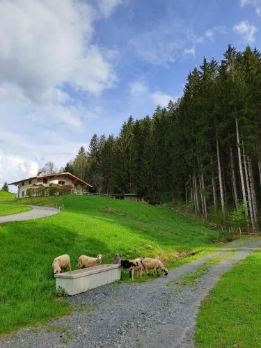 Ferienhaus Hansl Going am Wilden Kaiser