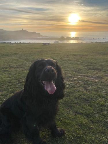 Pentire Coastal Holiday Park - image 14