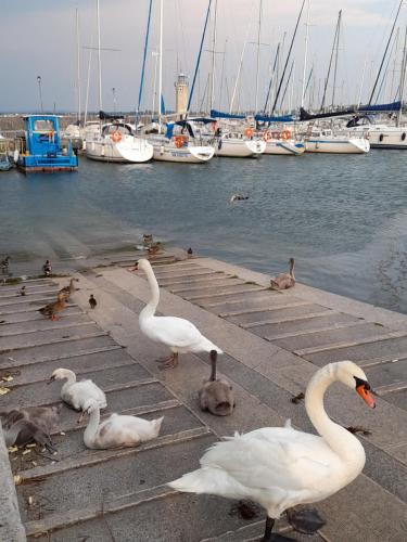  Villa Elisa lago e monti in Carzago della Riviera