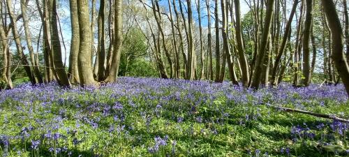 Plumpton House, Ashford (fotografie 9)