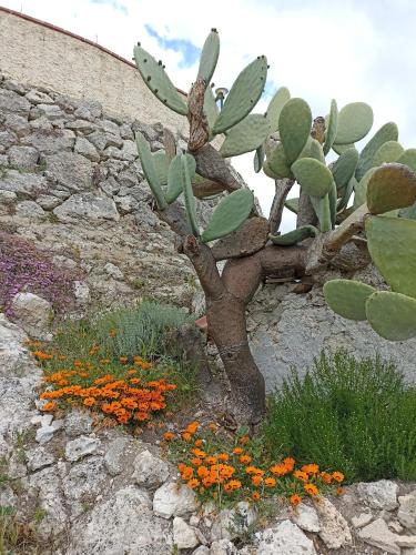 B&B Tenuta La Puntara