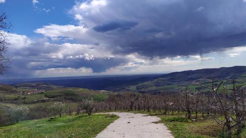 La Collina dei Ciliegi